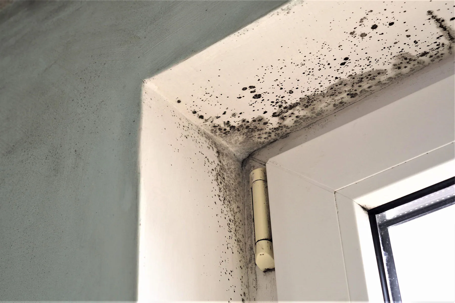 Schimmel in der Wohnung